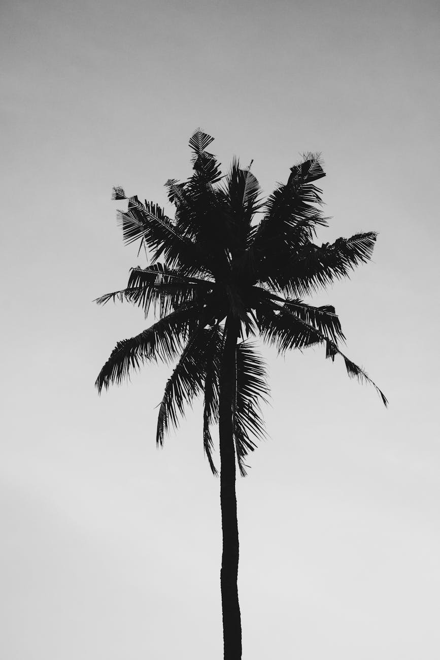 Fotoğraf: Oliver Sjöström