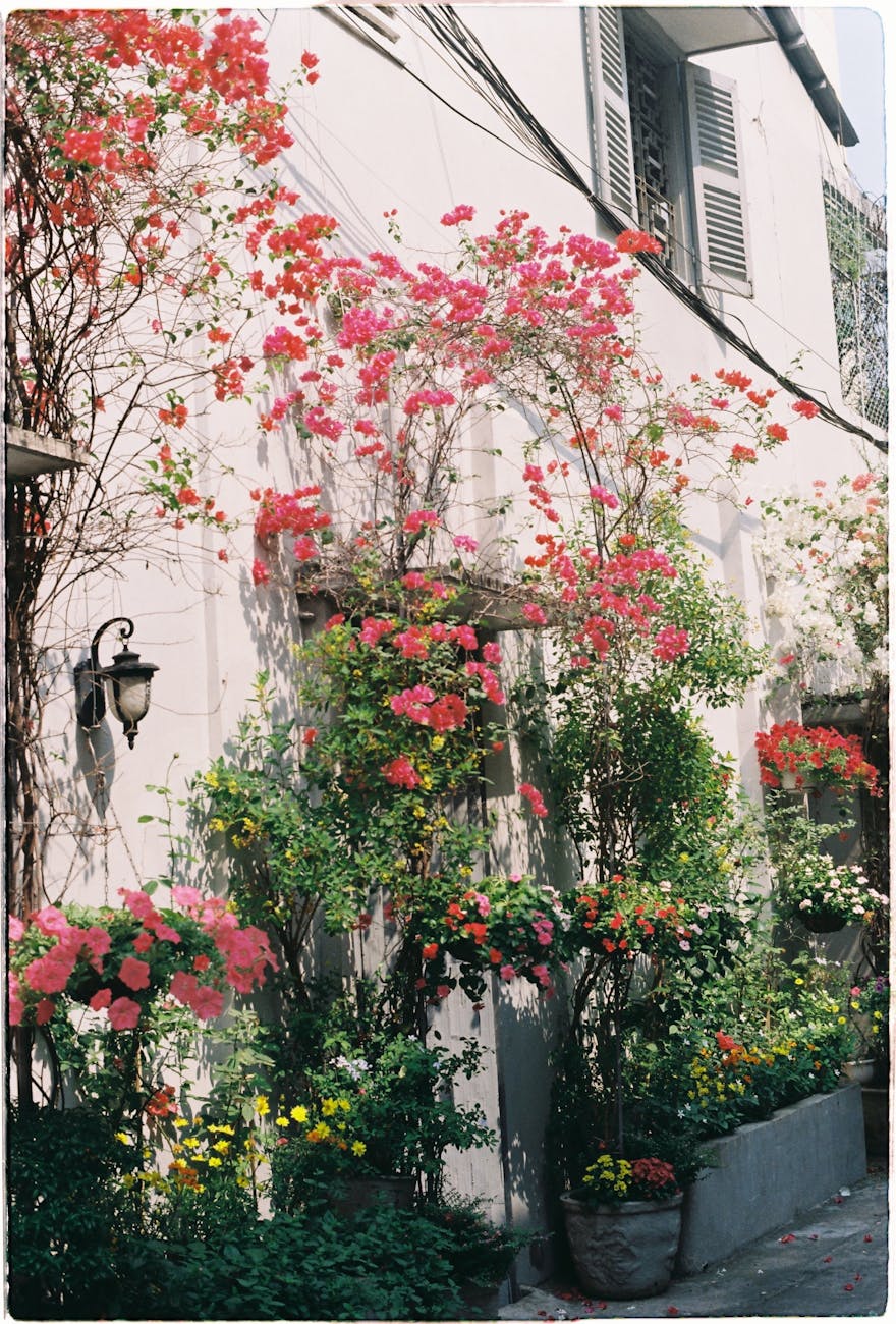 Fotoğraf: Ánh Đặng